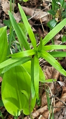 Lilium philadelphicum