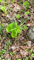 Lilium philadelphicum
