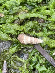 Batillaria attramentaria