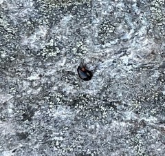 Hyperaspis bigeminata