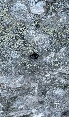 Hyperaspis bigeminata