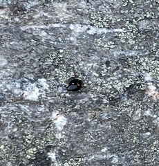 Hyperaspis bigeminata