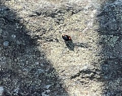 Hyperaspis bigeminata