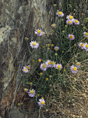 Erigeron breweri porphyreticus