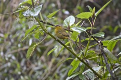 Kleinothraupis atropileus