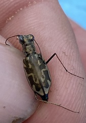 Ellipsoptera cuprascens