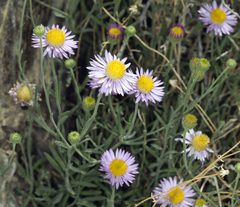 Erigeron breweri porphyreticus