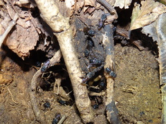 Cephalotrigona capitata