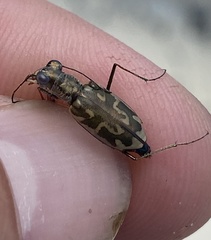 Ellipsoptera cuprascens