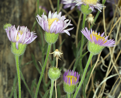 Erigeron breweri porphyreticus