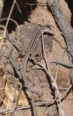 Aspidoscelis exsanguis