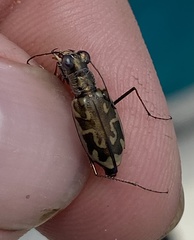 Ellipsoptera cuprascens