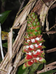 Costus guanaiensis