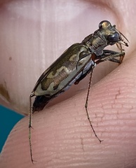 Ellipsoptera cuprascens