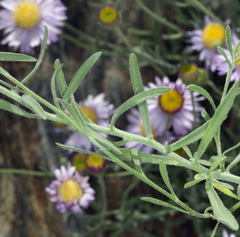 Erigeron breweri porphyreticus