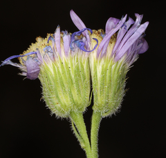 Erigeron breweri porphyreticus