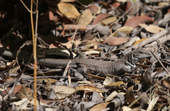 Aspidoscelis exsanguis