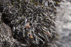 Coscinodon calyptratus