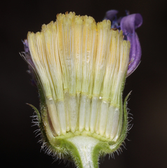 Erigeron breweri porphyreticus