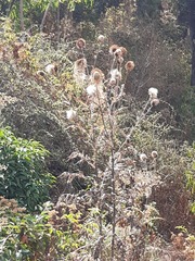 Cirsium subcoriaceum