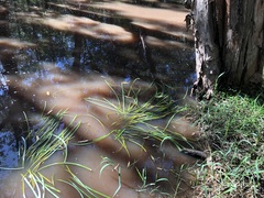 Cycnogeton multifructum