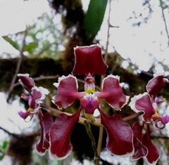 Cyrtochilum geniculatum