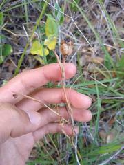 Nemastylis geminiflora