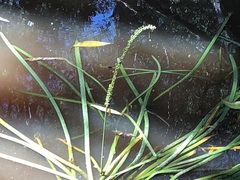 Cycnogeton multifructum