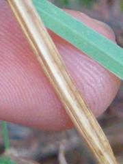 Nemastylis geminiflora