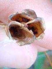 Nemastylis geminiflora