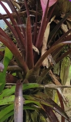 Cyrtochilum geniculatum