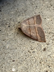 Drepanulatrix bifilata