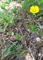 Potentilla arenosa