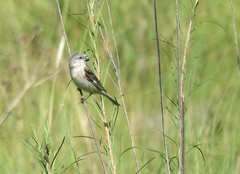 Sporophila pileata