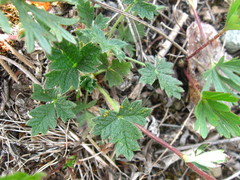 Potentilla arenosa