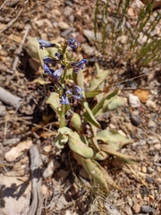 Penstemon pachyphyllus congestus