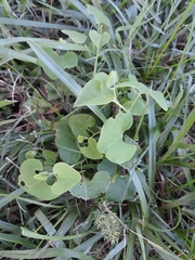 Aristolochia littoralis
