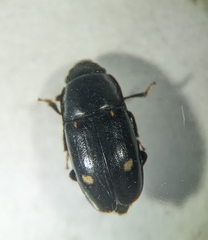 Glischrochilus siepmanni