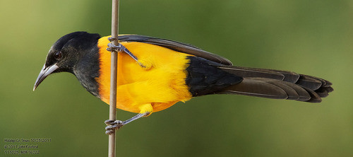 Black-vented Oriole (Icterus wagleri), photo 10