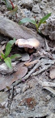 Agaricales
