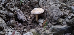 Agaricales