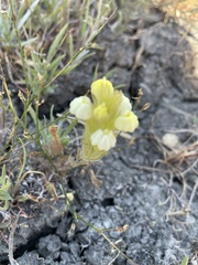 Castilleja rubicundula