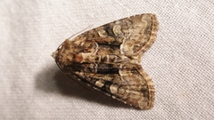 Oligia