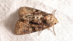 Oligia