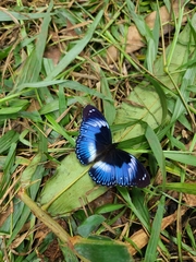 Hypolimnas salmacis salmacis