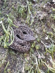 Crotalus campbelli