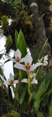 Maxillaria grandiflora