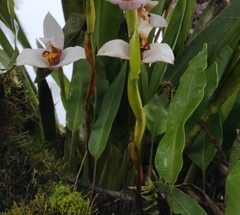Maxillaria grandiflora