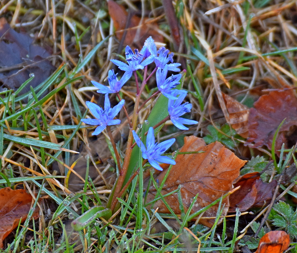 Scilla subnivalis, Δυτική Μακεδονία, Ελλάδα