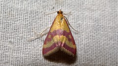 Pyrausta sanguinalis